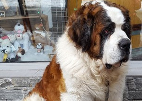 St Bernard dog in Chatel resort St Bernard dog in Chatel resort