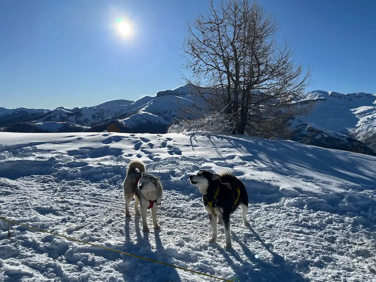 Sled Dogs In Auron Jan25 AW
